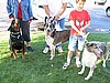 Big Dogs!